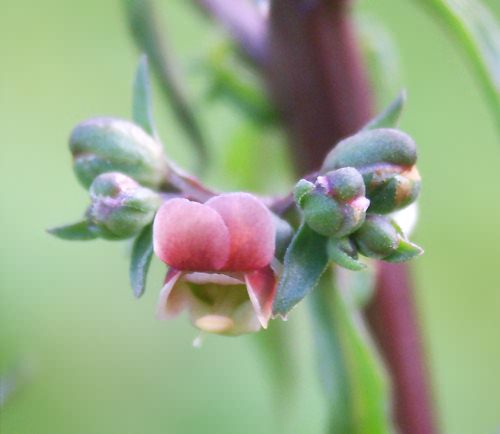 Wild Flower, Scrophularia lucida, Aspra Nera, North West Crete