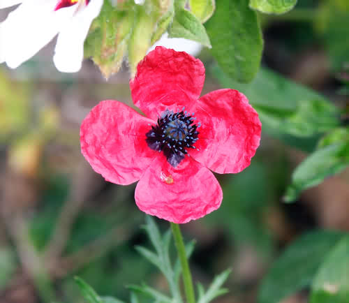 Wild Flower, Papaver hybridum, Astratigos, North West Crete