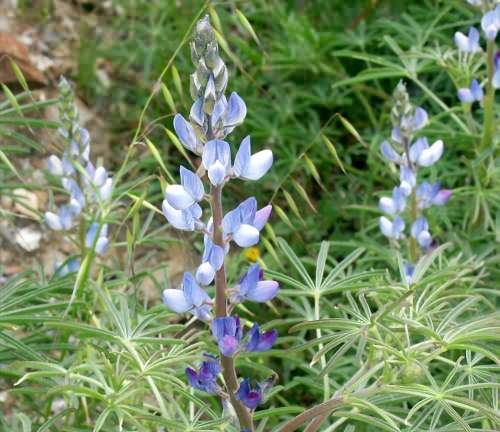 Wild Flower, Lupinus angustifolius, Paleochora, North West Crete