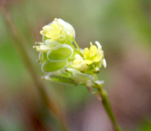 Wild Flower, Biscutella didyma, Kolimbari, North West Crete