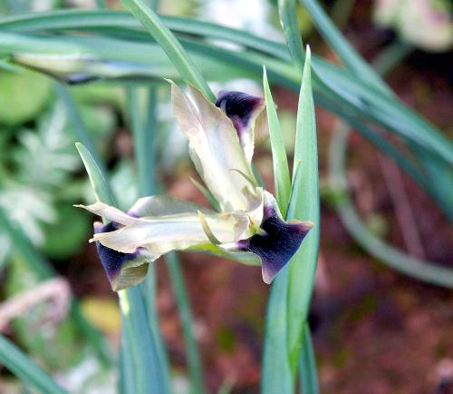 Wild Flower, Hermodactylus tuberosus, Astratigos, North West Crete