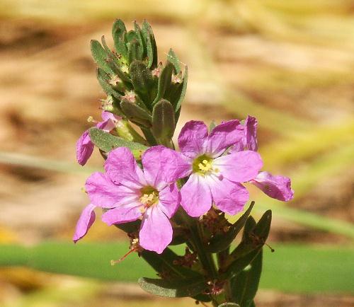 Wild Flower, Lythrum junceum, Astratigos, North West Crete