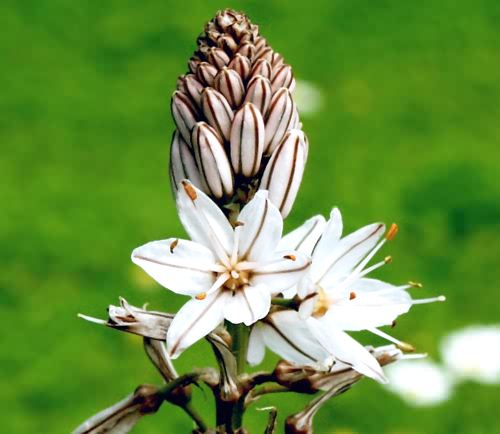 Wild Flower, Liliaceae, Asphodelus aestivus,  Astratigos, North West Crete.