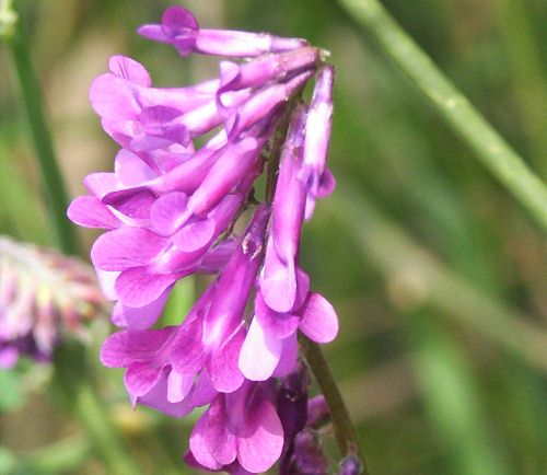 Wild Flower, Leguminosae, Vicia benghalensis, Kandanos, North West Crete.