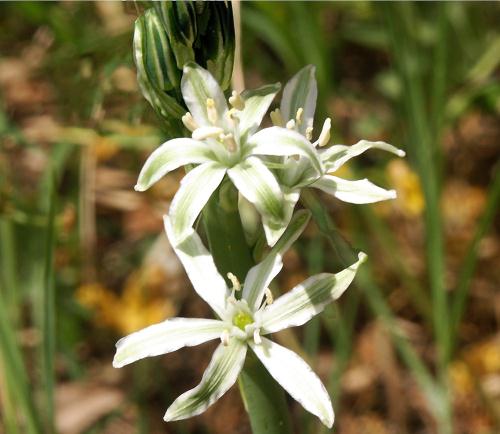 Wild Flower, Liliaceae, Ornithogalum narbonese,  Aspra Nera, North West Crete.