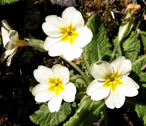Wild Flower, Primulaceae, Primula Vulgaris, Rogdia, North West Crete.