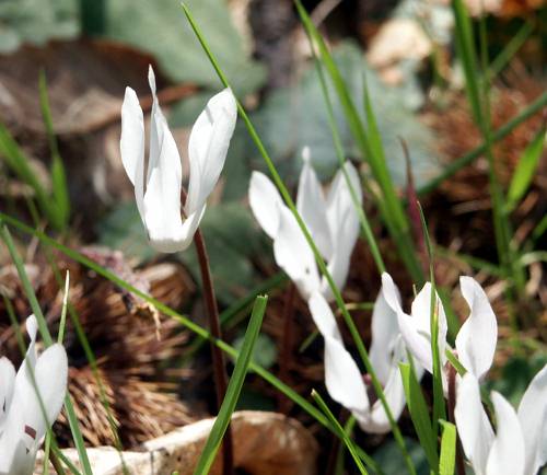 Wild Flower, Cyclamen, Cyclamen creticum, Paxos, North Western Crete.