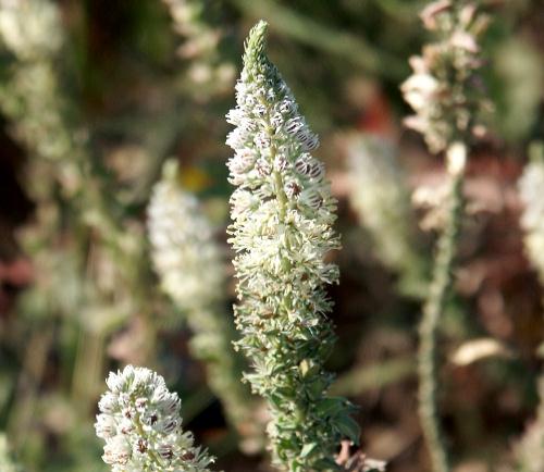Wild Flower, Resedaceae, Reseda alba, paxos, North West Crete.