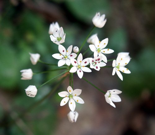 Wild Flower, Allium, Allium subhirsutum, Marethiana, North West Crete.
