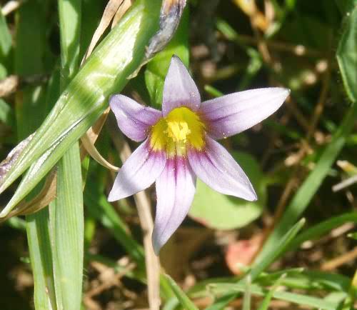Wild Flower, Iridaceae, Romulea columnae, Kissamos, North West Crete.