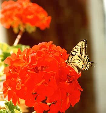 Cretan countryside, flora and fauna, wild flowers, birds, bees, butterflies.