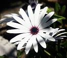 Cretan Wildflower Diamorphotheca