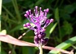 Wild Flower Muscari Commosum.  Grape Hyacynth. Rodopos, Crete.